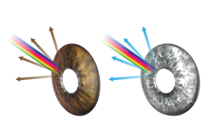 diagram of the human eye iris