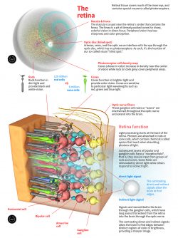 diagram of the human eye retina